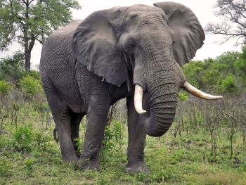 Elephant
