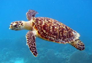 Sea Turtle