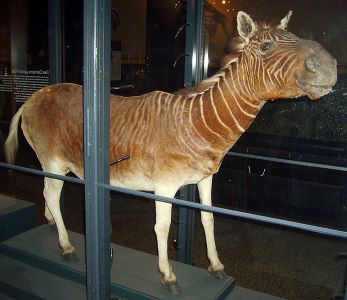 Quagga