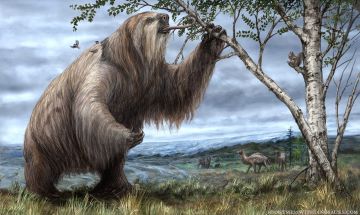 Ground Sloth