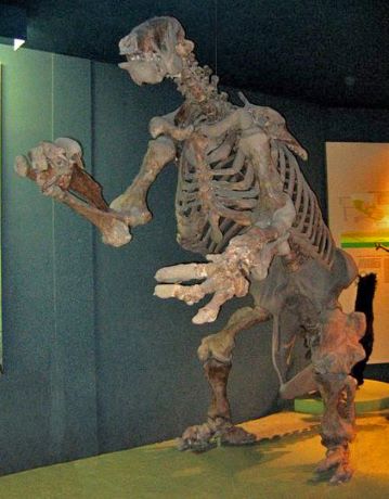 Ground Sloth Bones