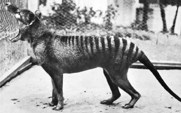 Tasmanian Tiger