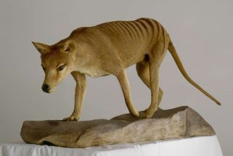 Tasmanian Tiger