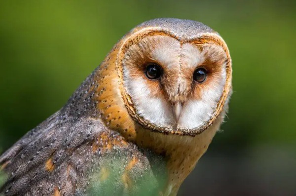 American Barn Owl img
