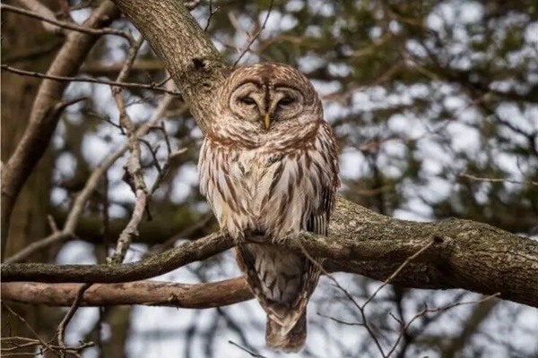 Barred Owl img