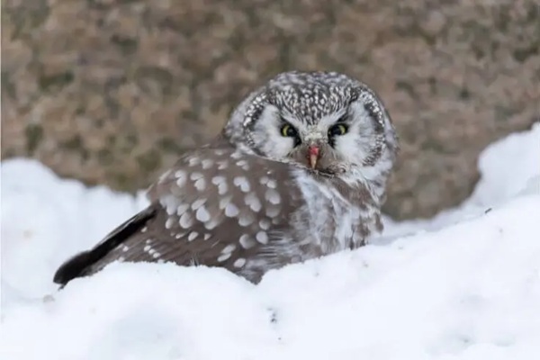 Boreal Owl img
