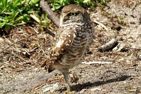  Burrowing Owl img