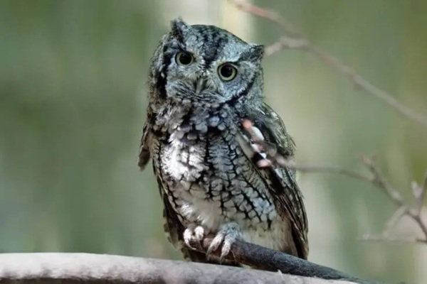Eastern Screech Owl img