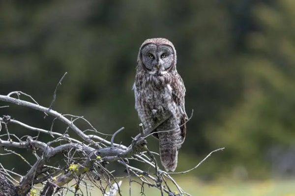 Great Grey Owl
