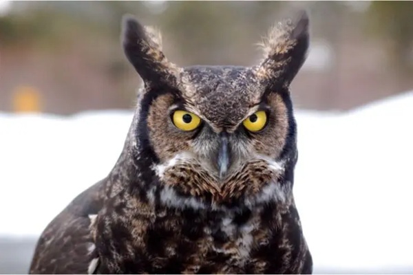 Great Horned Owl img