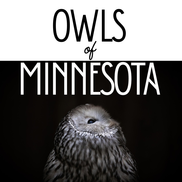 Owls of Minnesota header img
