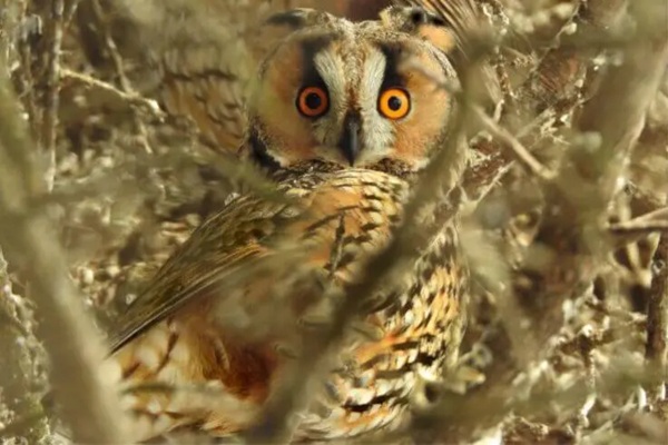 Long-Eared Owl img