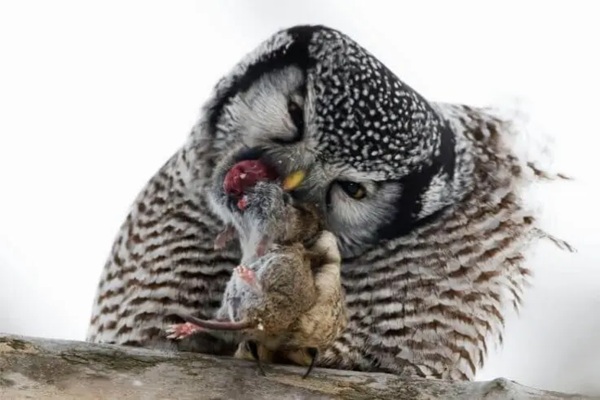 Northern Hawk-Owl img