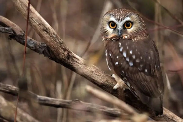 Northern Saw-Whet Owl img