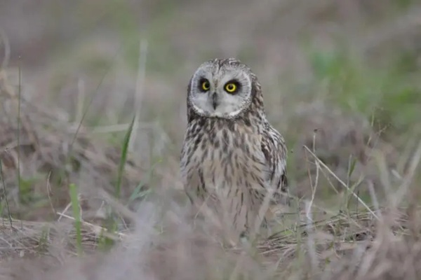Short-eared Owl img