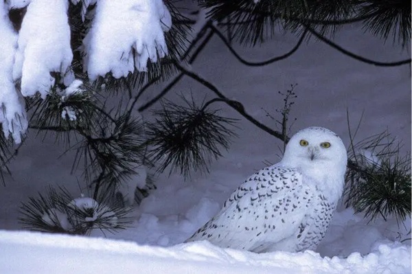 Snowy Owl