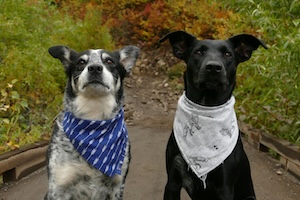 2 dogs