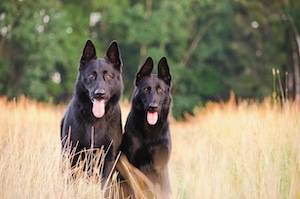 german shepherd dogs