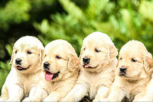golden retriever puppies
