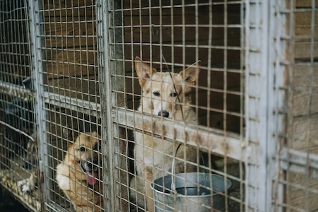 shelter dogs