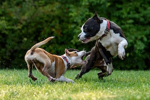 two dogs playing