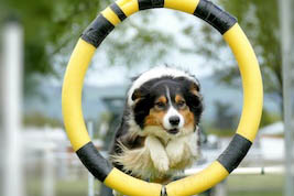 dog trick