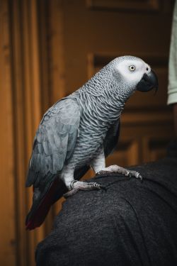 bird on a chair