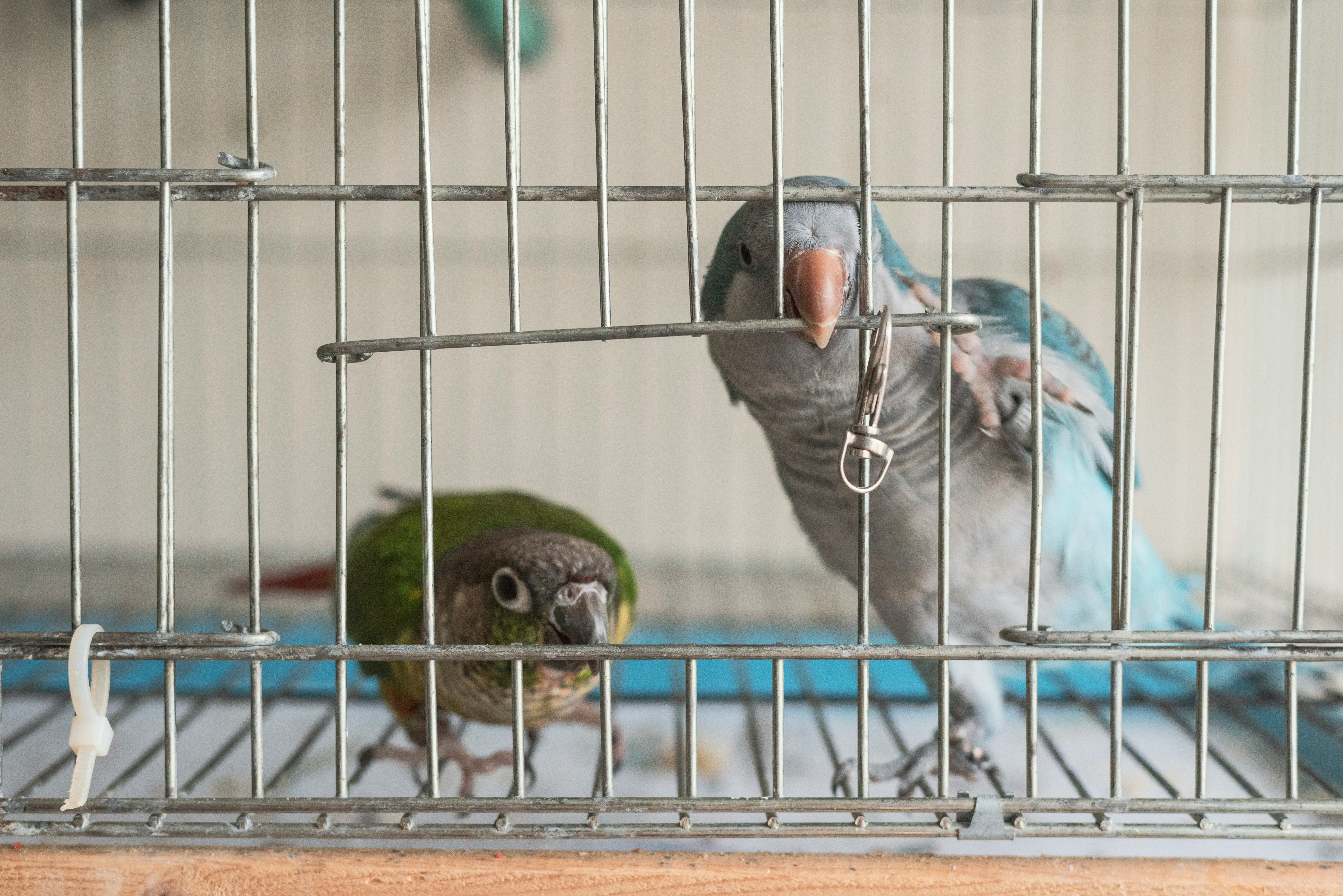 birds in a cage