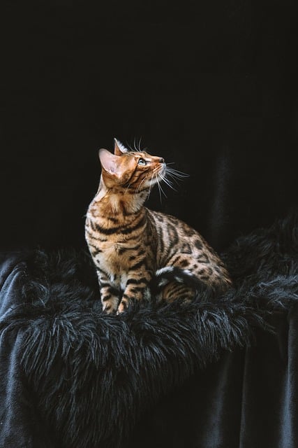 bengal cat