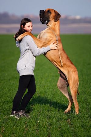 person with large dog