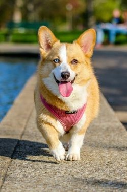 corgi dog