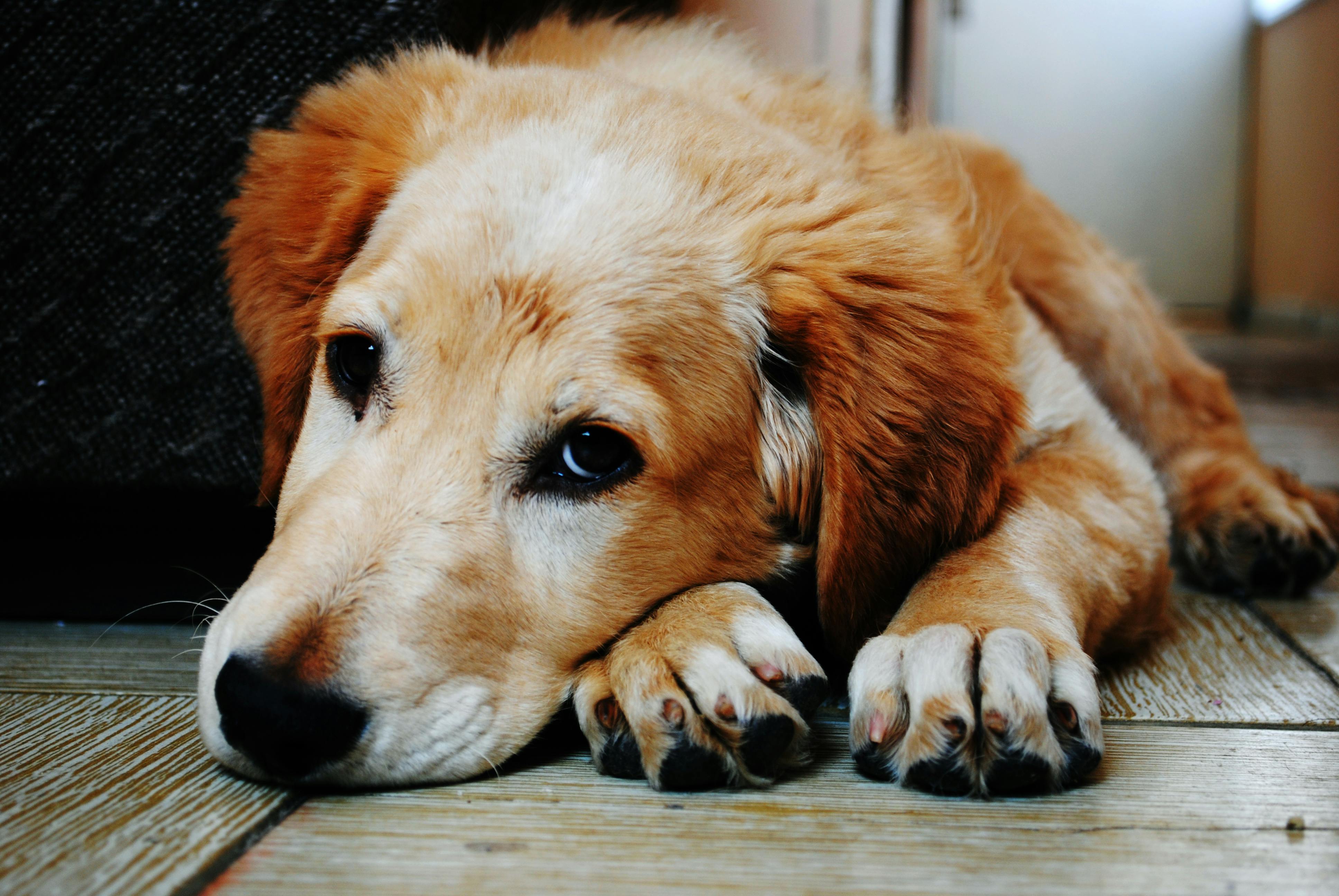 medium-sized dog