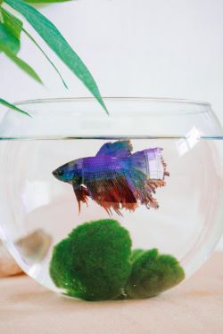 fishbowl