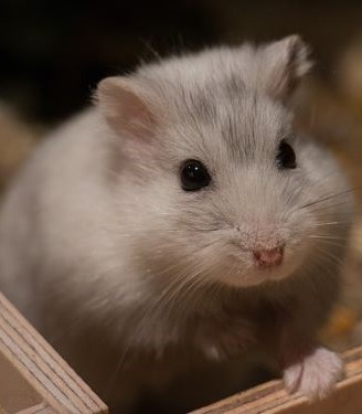 cute hamster