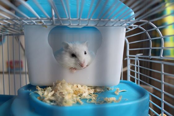 cute hamster
